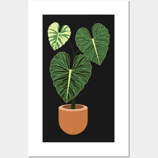 Anthurium regale rare plant Posters and Art